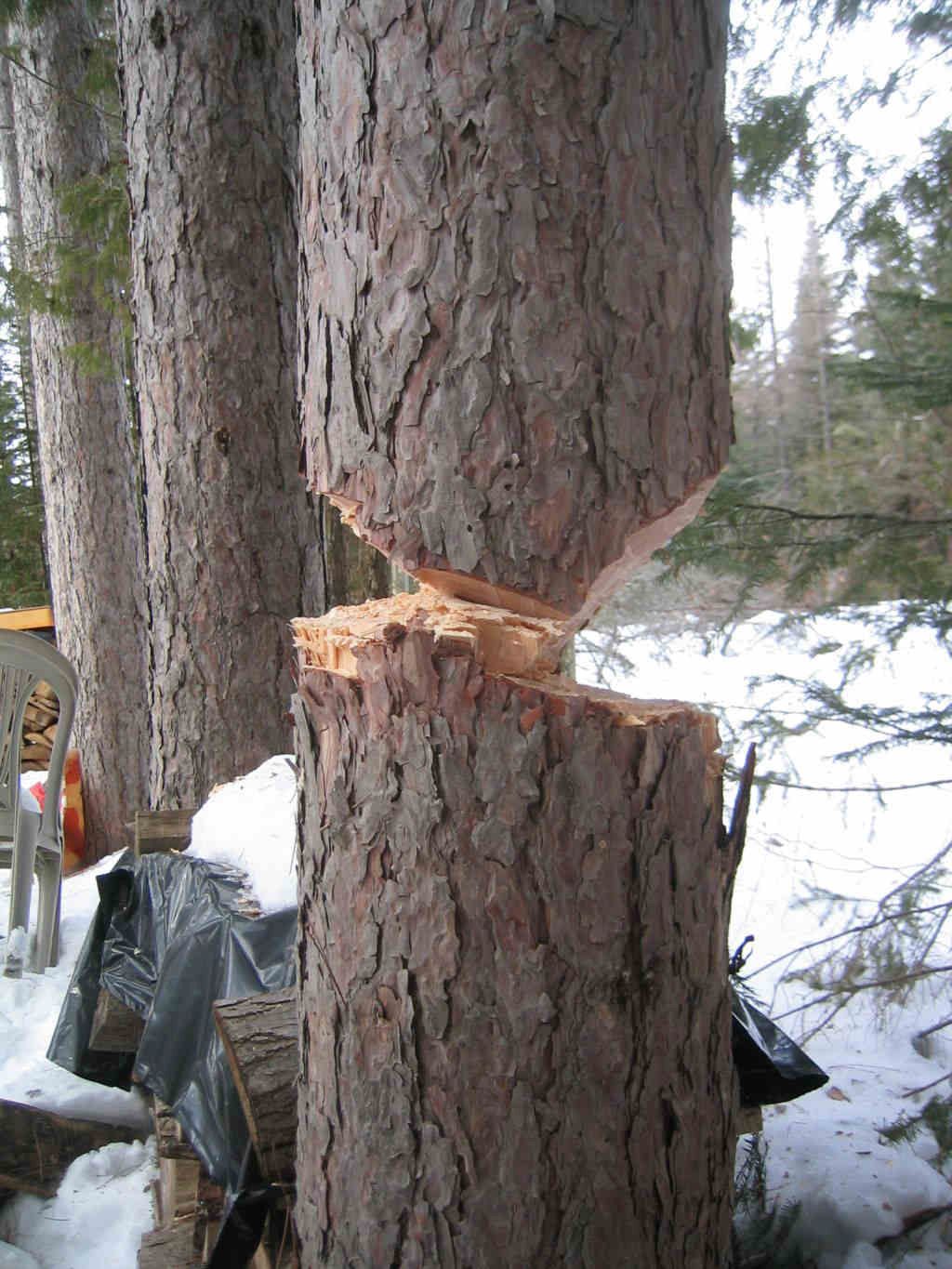 Loft lumber tree cutting 02.jpg